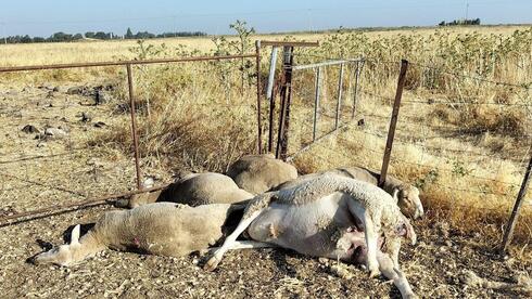 Scores of sheep dead after eating poisonous plant in northern Israel - Vimarsana News