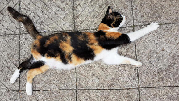 In Calico cats, one of the genes for fur color is silenced in each cell, while the other color is expressed. A Calico cat showcases its colors for everyone to admire 