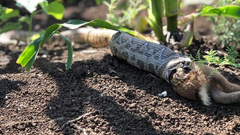 Incredible footage shows viper swallowing whole rabbit in northern Israel - Vimarsana News