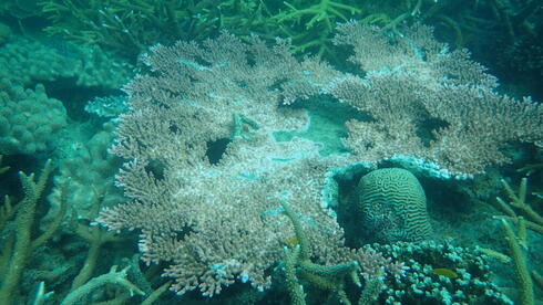 Coral catastrophe: Global warming's price on marine life - Vimarsana News