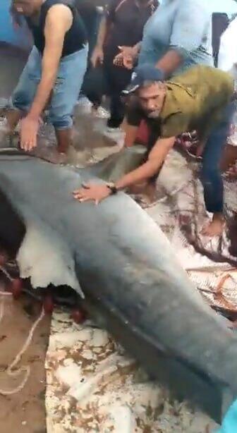 כריש הרג גבר רוסי בים האדום