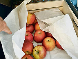 Fear of fruit: Azerbaijani produce gifted to Israeli delegation dumped - Vimarsana News