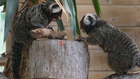 Watch: Marmoset monkey makes new friends at a sanctuary in Israel - Vimarsana News