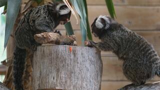 הקופים דיוניסוס וטודו משחקים במקלט הקופים 