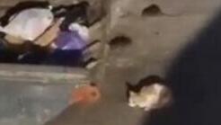 חולדות רבות מתרוצצות ברחבי העיר בני ברק