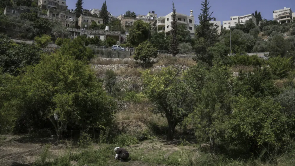 A Palestinian farmer collects herbs in the West Bank village of Battir Sunday, June 4, 2023 