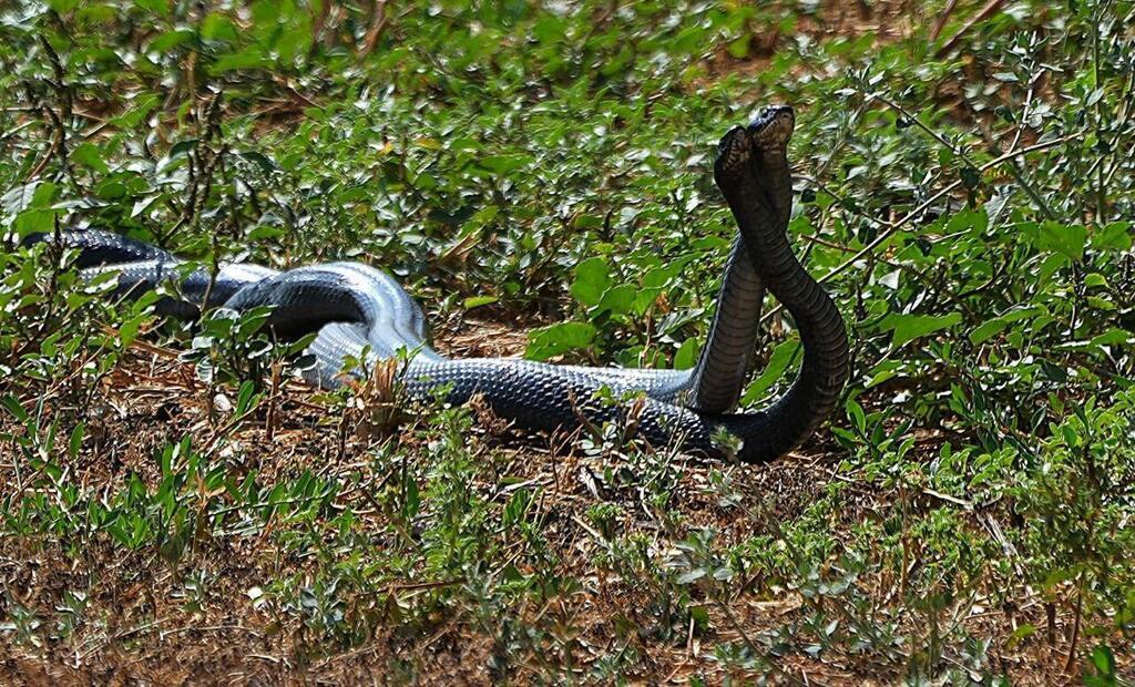 Black whipsnake captured on tape in 'war dance' during mating season