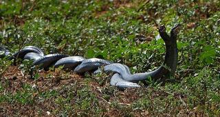 Black whipersnakes doing the war dance during mating season 