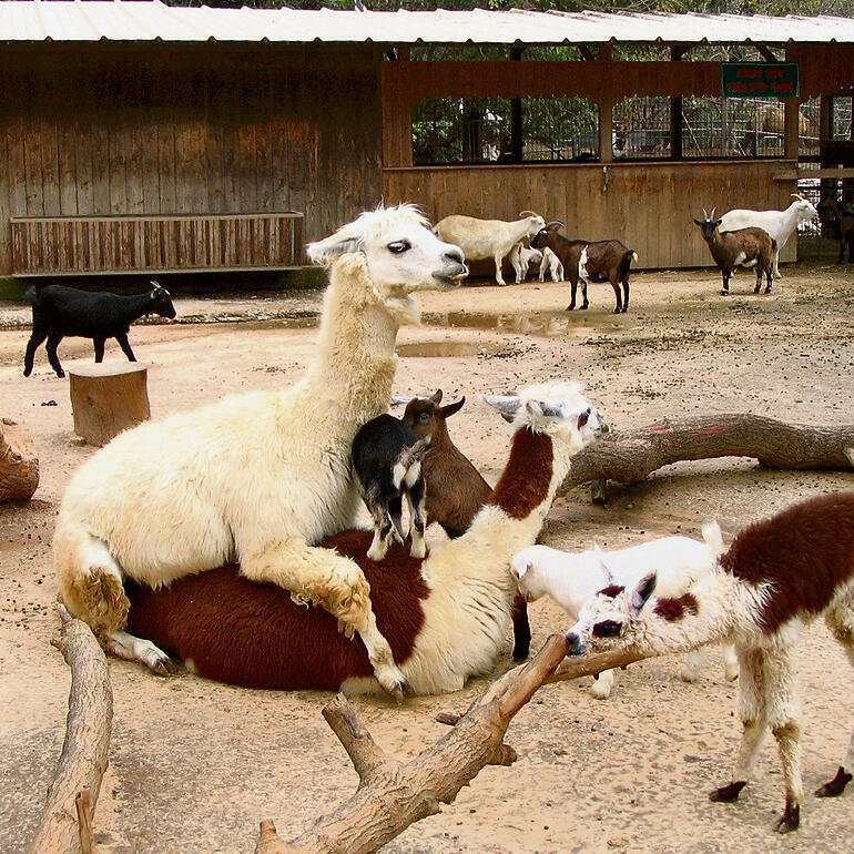 לא נועדו לשעשע את המבקרים. חיות בפינת הליטוף שנסגרת | צילומים: דוברות הספארי yk13481173