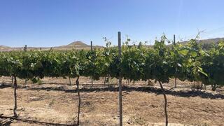 Grape vines in the Negev Desert 
