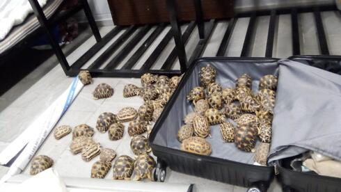 Israeli arrested in Madagascar for smuggling rare tortoises