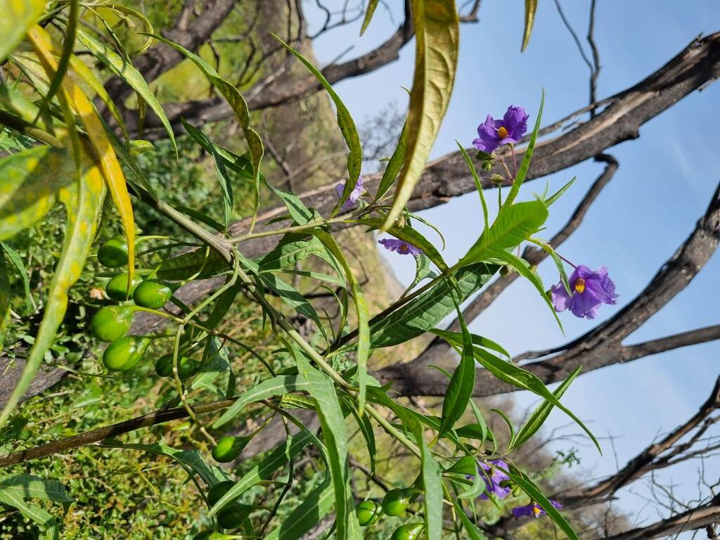 סולנום שסוע בהרי יהודה (צילום: שני גלייקמן, קק"ל ) סולנום שסוע בהרי יהודה