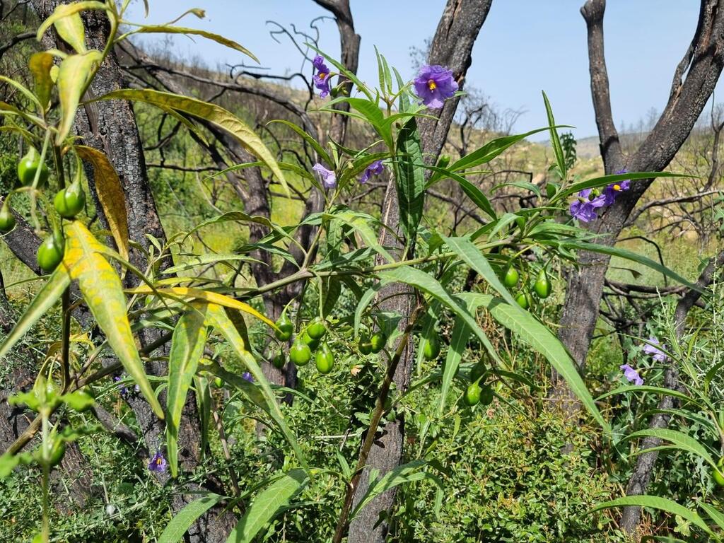 סולנום שסוע בהרי יהודה (צילום: שני גלייקמן, קק"ל ) סולנום שסוע בהרי יהודה