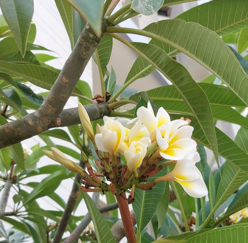 Плюмерия Plumeria d12 h20