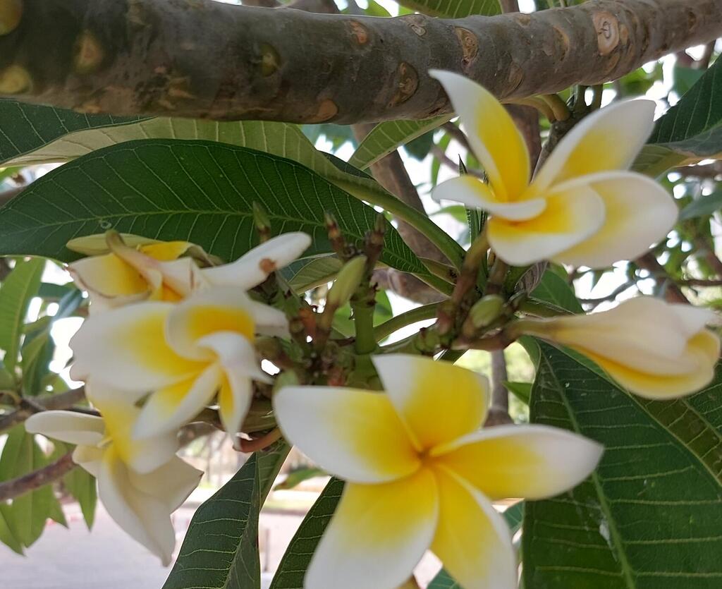 Плюмерия Plumeria d17 h100