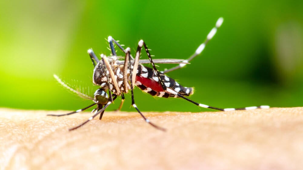 Asian Tiger mosquito (Photo: Shutterstock) עקיצה של יתוש נמר אסייתי ממשפחת אדס