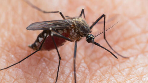 Роспотребнадзор рассказал, чем опасна лихорадка денге