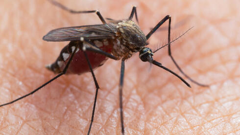 Rozprzestrzenianie się gorączki denga w Egipcie niepokoi Izrael