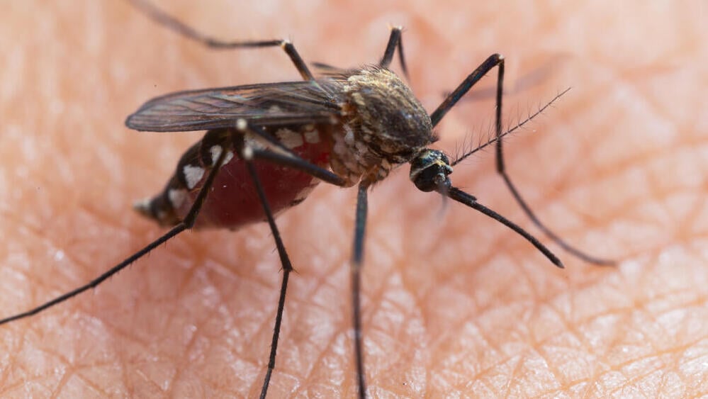 Asian Tiger mosquito (Photo: Shutterstock) עקיצה של יתוש נמר אסייתי ממשפחת אדס