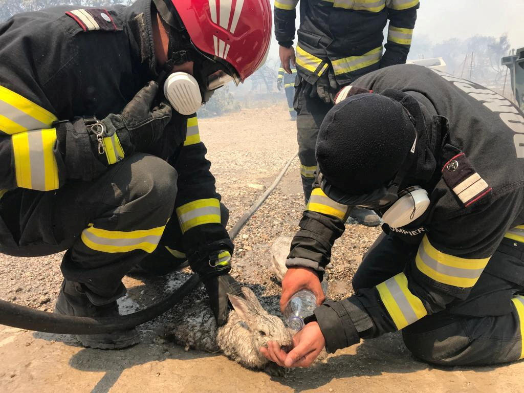 כבאים מטפלים בארנב שחולץ ממוקד האש (צילום: רויטרס/Romanian Government’s Department for Emergencies/Handout) רודוס שריפה יוון