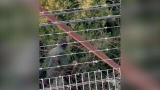 תיעוד: מחבלים מארגון הטרור חיזבאללה בסיור סמוך לגבול