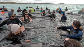 volunteers working to keep a pod of long-finned pilot whales alive