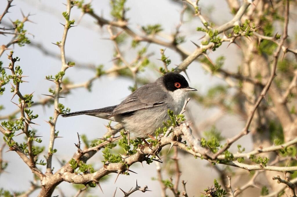 סיבכי שחור ראש (צילום: מאיר גבע) סיבכי שחור ראש
