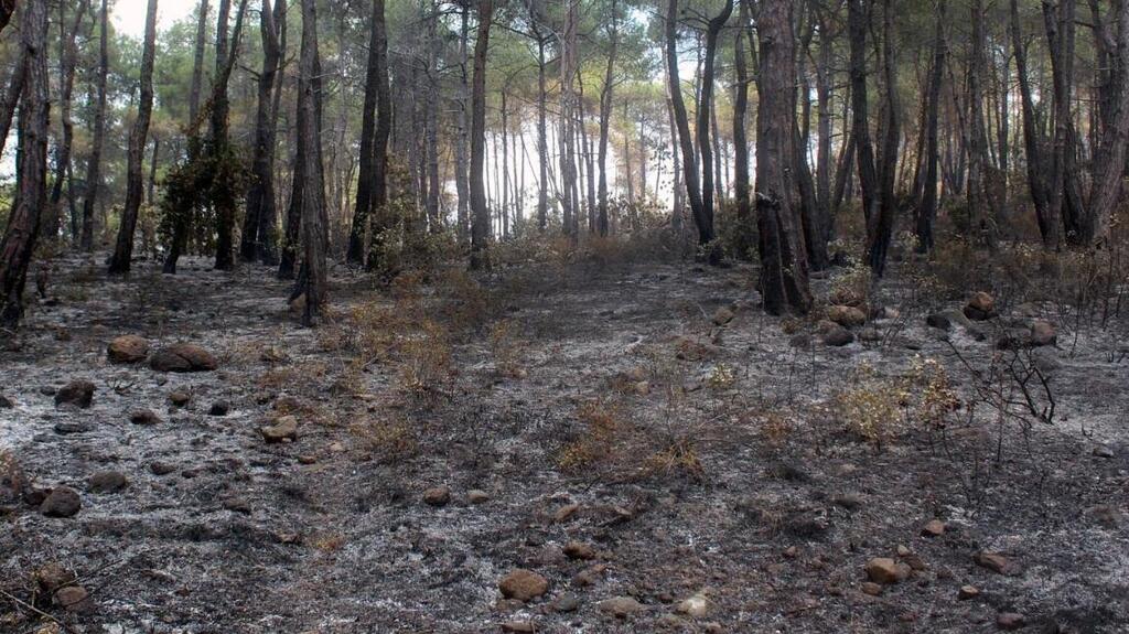 A view shows a burnt area following a wildfire 