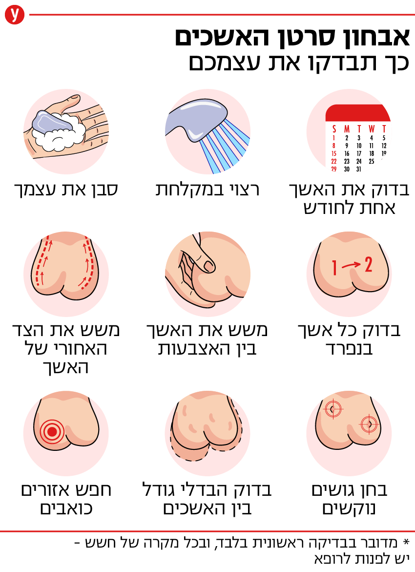 אינפו אשכים 2 אינפו אשכים 2