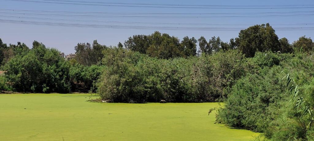 שמורת טבע ביצת זיתא (צילום: יריב מליחי) שמורת טבע ביצת זיתא