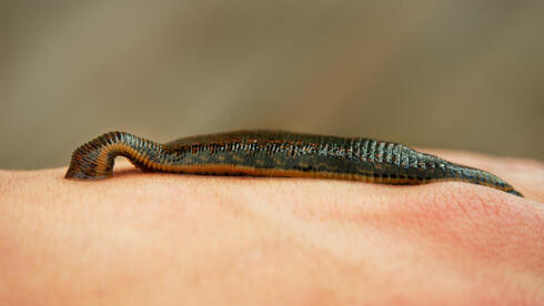 Leeches can jump, researchers say