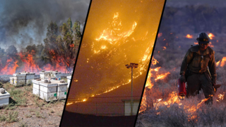 ביג העולם מתחמם