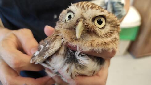 Owl held illegally, rescued, treated and will be released back to the wild