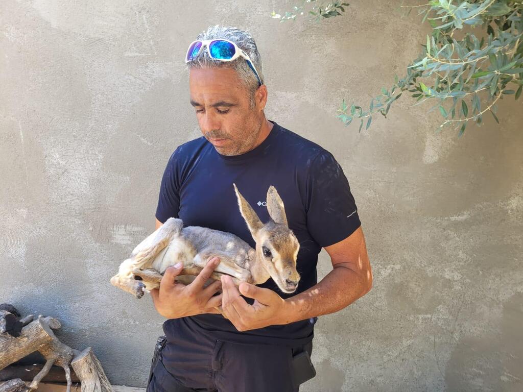 העופר הועבר לטיפול בבית החולים לחיות בר (צילום: רשות הטבע והגנים) העופר הועבר לטיפול בבית החולים לחיות בר