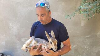 העופר הועבר לטיפול בבית החולים לחיות בר