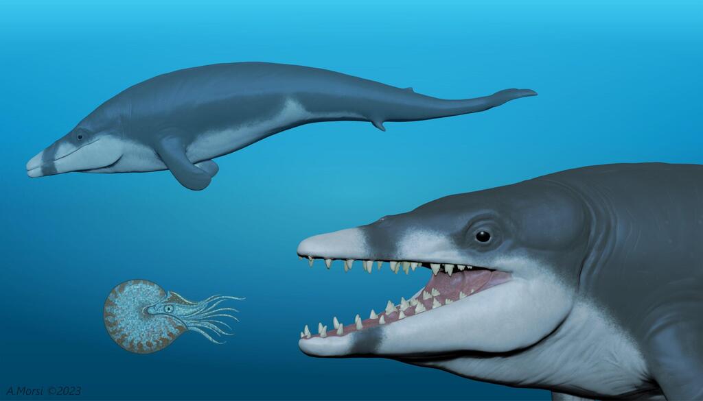 איור של הלווייתן הקדום (איור: Hesham Sallam - Mansoura University Vertebrate Paleontology Center, מתוך המחקר) איור של הלווייתן הקדום