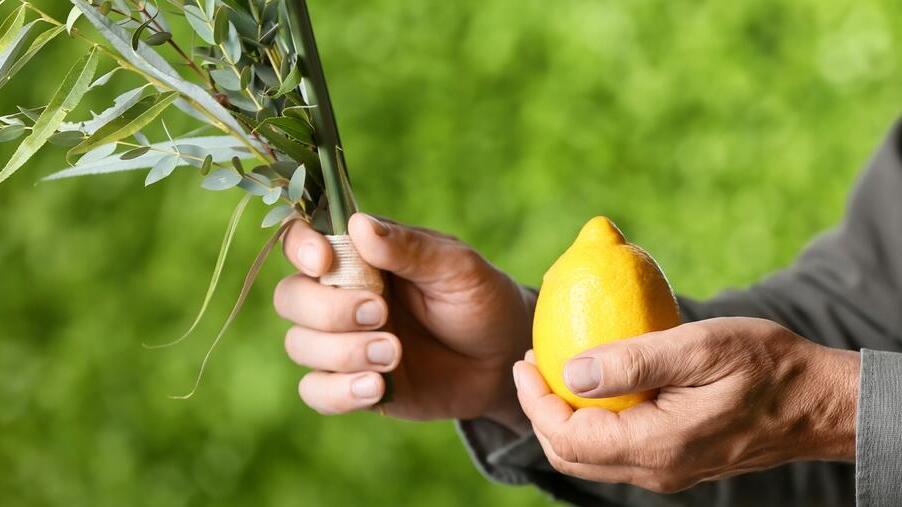 Как отмечают праздник Суккот в Израиле в 2023 году