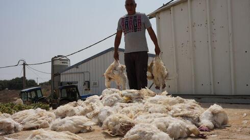 Israel's Searing Heat Wave Claims Unexpected Victims: Tens Of Thousands 