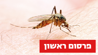 עקיצת יתושת אנופלס