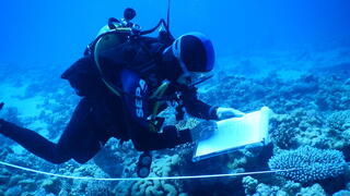 החוקרים בדקו את האלמוגים