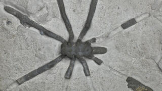 המין Palaeopycnogonides gracilis שנבדק במחקר ונקשר למשפחה נכחדת של עכבישנים ימיים