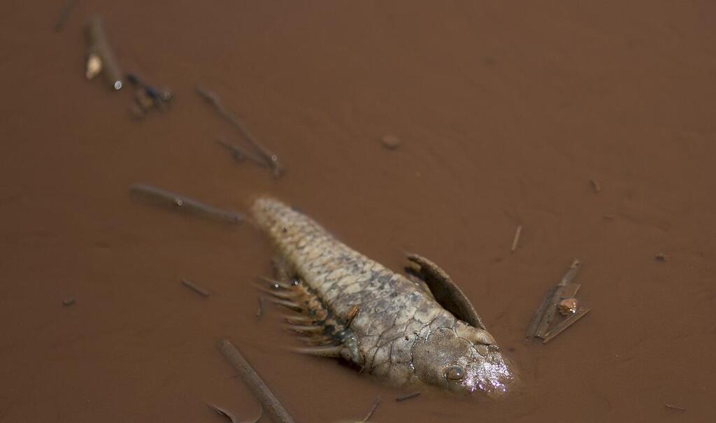 פגיעה בדגי הנהרות בברזיל בגלל פעולות הכרייה