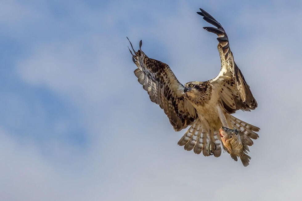 שלך 