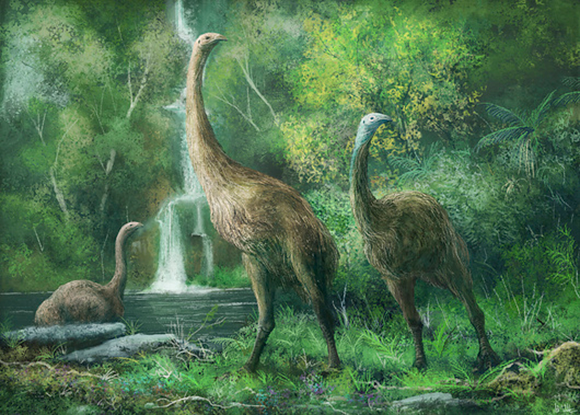 Due to the absence of land predators, the moa grew very large and eventually lost their ability to fly; Illustration of giant moa next to a river 