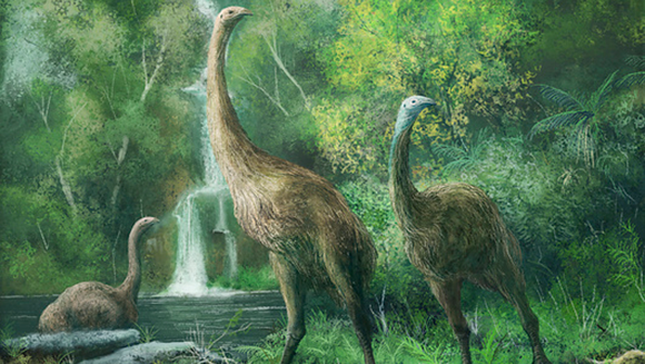 Due to the absence of land predators, the moa grew very large and eventually lost their ability to fly; Illustration of giant moa next to a river 