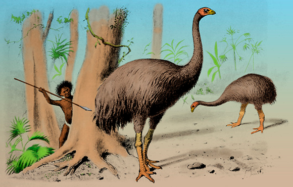 The South Island giant moa was likely the tallest birth that ever lived, reaching a height of 3.6 meters and weighing about 250 kilograms; Hunting by newly arrived humans is thought to have led to their extinction within merely 200 years; Illustration of an early human hunting the giant moa 