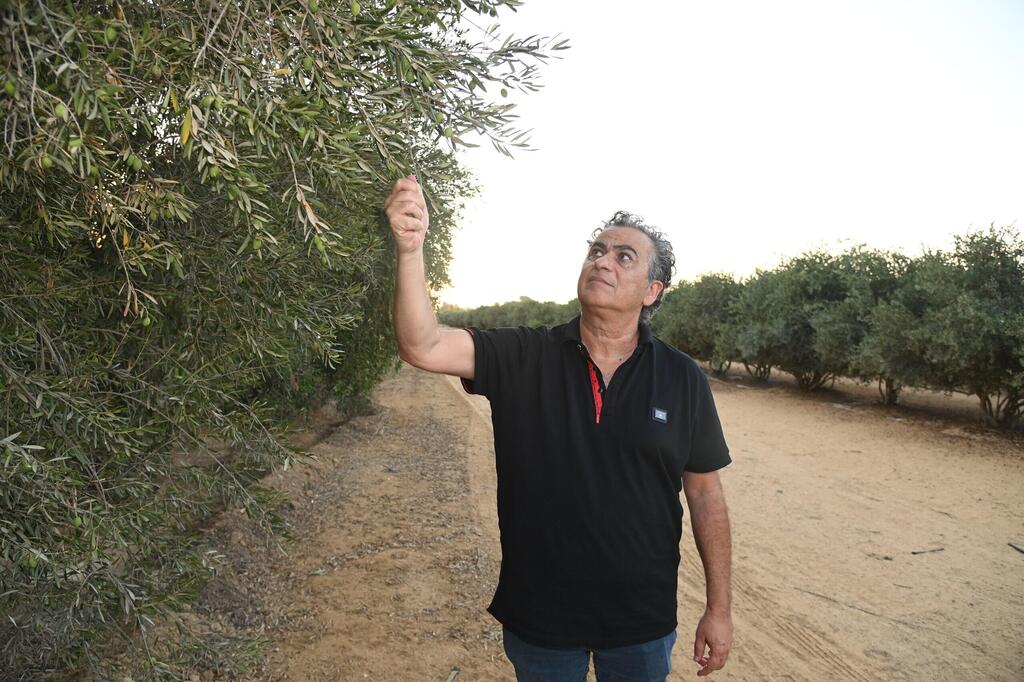 דוד בן-לולו על רקע מטע הזיתים של קיבוץ רביבים (צילום: הרצל יוסף) דוד בנלולו על רקע מטע הזיתים של קיבוץ רביבים