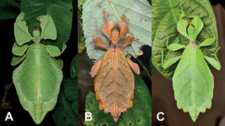 המראה המתעתע של שני חרקי העלים (מבין שבעת המינים החדשים שהתגלו: Pulchriphyllium anangu מהודו (A), ו-Phyllium ortizi מהפיליפינים (B, C) שמציג את הסוואתו בטבע, הן כעלה ירוק והן כעלה חום