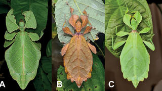 המראה המתעתע של שני חרקי העלים (מבין שבעת המינים החדשים שהתגלו: Pulchriphyllium anangu מהודו (A), ו-Phyllium ortizi מהפיליפינים (B, C) שמציג את הסוואתו בטבע, הן כעלה ירוק והן כעלה חום