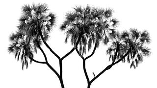 THE HERON IN THE PALMS